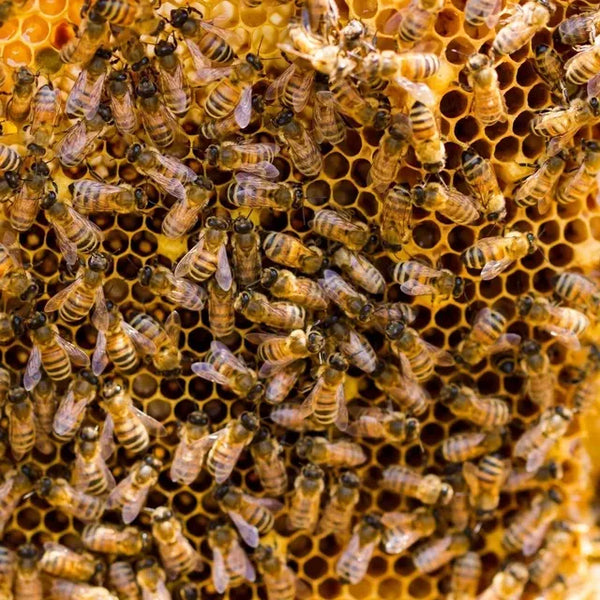 HIVE KEEPER