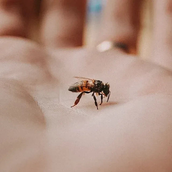 FRIEND OF THE BEES
